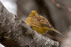 Emberiza citrinella