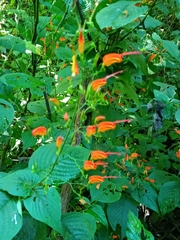 Magnoliopsida