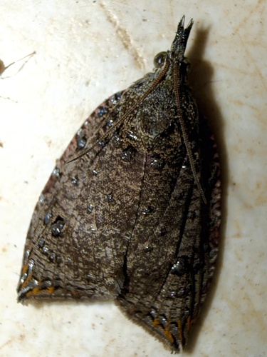 Neorrhyncha