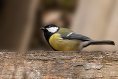 Parus major