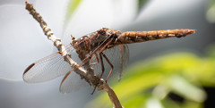 Orthemis nodiplaga