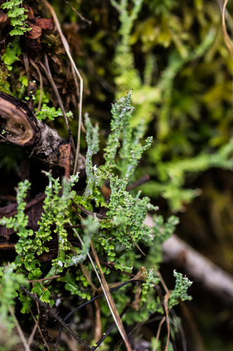 many-forked cladonia