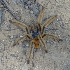 Phrixotrichus vulpinus