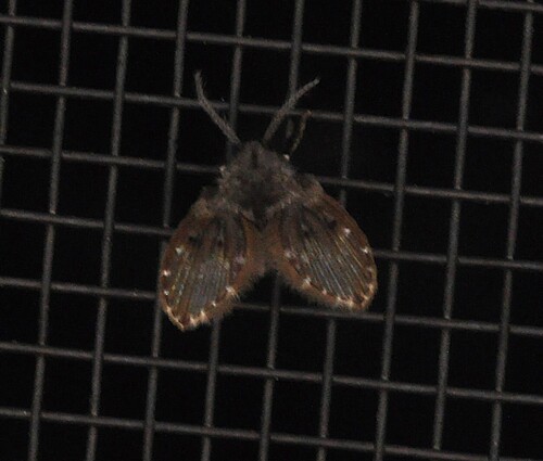 Unknown species found near Little Biscuit Mini Farm, Washington County, TN