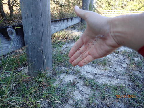 Melinis repens image