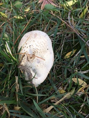 Agaricus