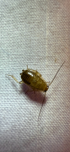 Tawny Cockroach photo 6