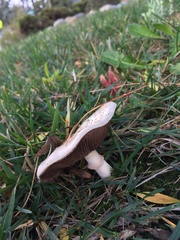 Agaricus