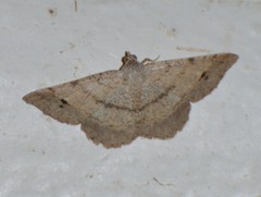 Frederickia stipularia