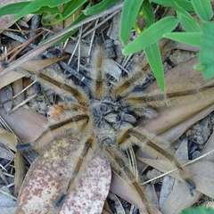 Phrixotrichus vulpinus