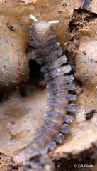 Pyrgodesmidae