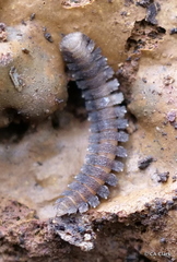 Pyrgodesmidae