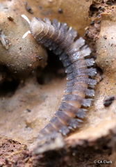 Pyrgodesmidae