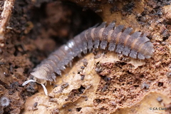 Pyrgodesmidae
