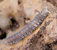 Pyrgodesmidae