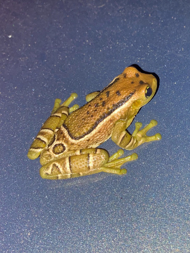 Rio Golden-eyed Treefrog, Trachycephalus imitatrix