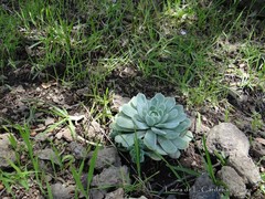 Echeveria elegans