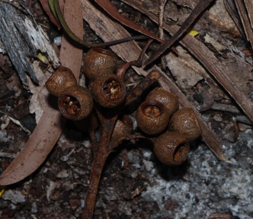 Large-fruited Blackbutt (Eucalyptus pyrocarpa)