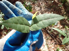 Bignonia