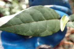 Bignonia