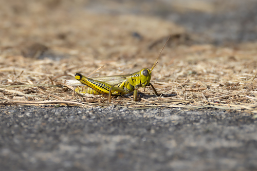 Differential grasshopper
