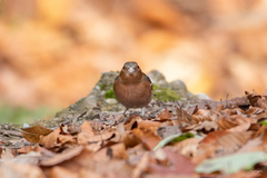 Fringilla coelebs