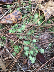 Sphagnum strictum