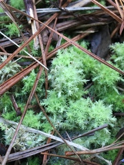 Sphagnum strictum