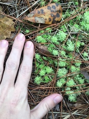 Sphagnum strictum