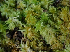 Sphagnum strictum