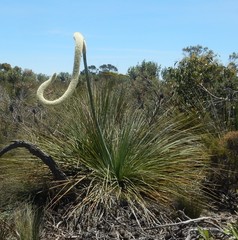 Xanthorrhoea caespitosa