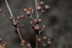 (c) Greg Tasney, some rights reserved (CC BY-SA) Eucalyptus olida, photograph (c) Greg Tasney, some rights reserved (CC BY-SA)