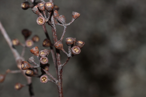 Eucalyptus olida, photograph 3