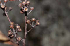 (c) Greg Tasney, some rights reserved (CC BY-SA) Eucalyptus olida, photograph (c) Greg Tasney, some rights reserved (CC BY-SA)