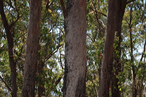 Eucalyptus olida