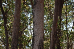 Eucalyptus olida