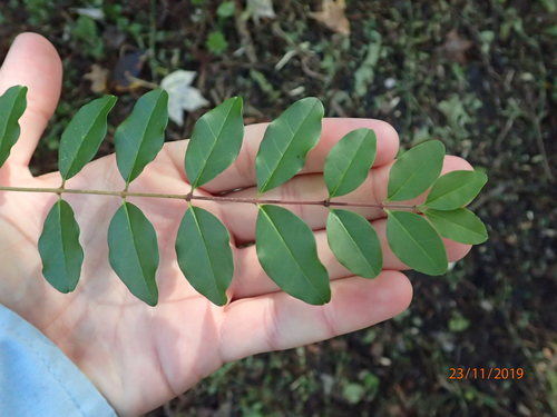 Ligustrum sinense