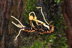 Ophiocordyceps sphecocephala