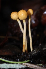 Ophiocordyceps sphecocephala
