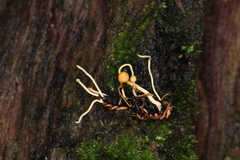 Ophiocordyceps sphecocephala