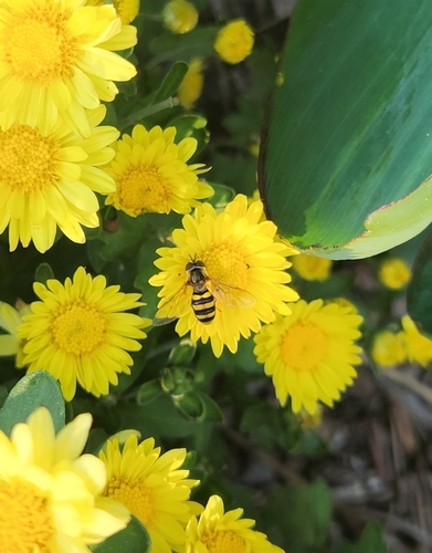 Unknown species found near Greenhouse D - Conservatory, Manhattan, KS 66506, USA