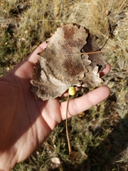 Pemphigus obesinymphae