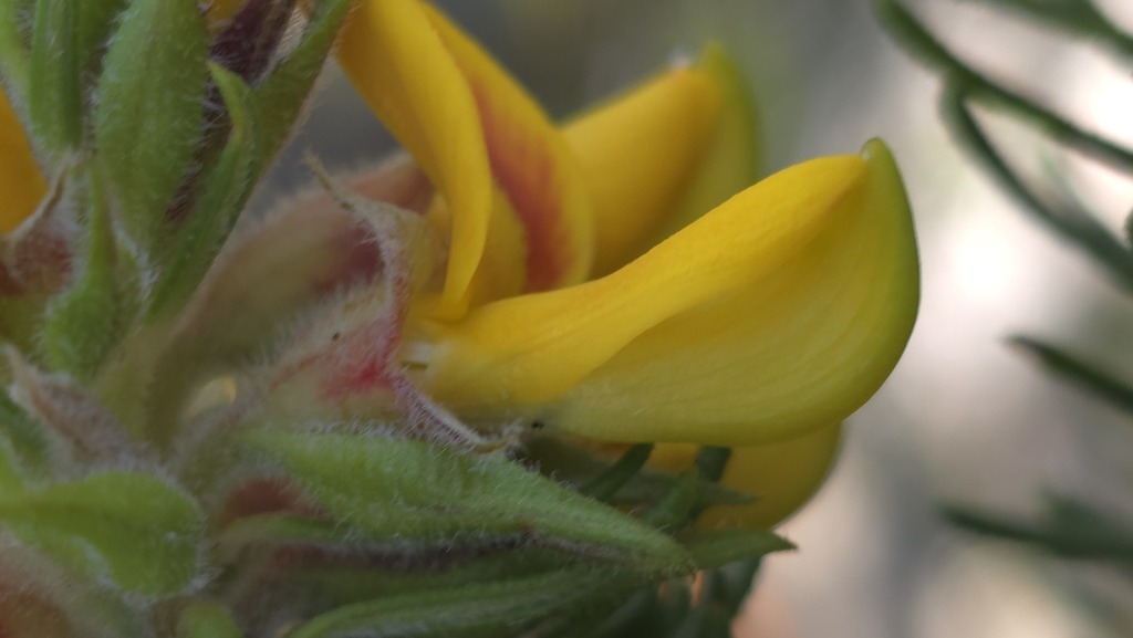 Heath Phyllota
