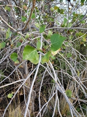 Populus fremontii fremontii