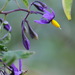 Solanum dulcamara dulcamara - Photo (c) José María Escolano，保留部份權利CC BY-NC-SA