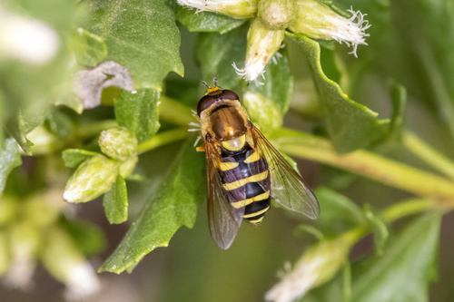 Unknown species found near Harlow, Eugene, OR, USA
