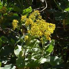 Acrisione denticulata