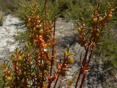 Gyrostemon australasicus