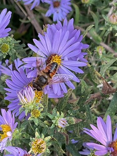 Unknown species found near Ardith Dr, Normal, IL, US