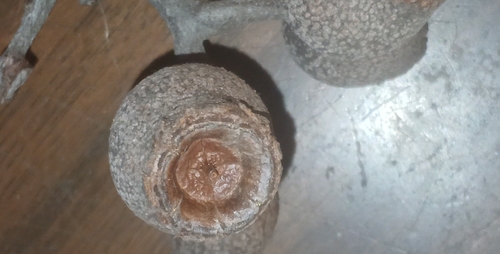 Corymbia abergiana, 2025-09-26